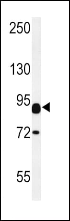 CNTN2 / TAX Antibody (aa293-321)