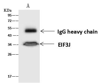 EIF3J Antibody