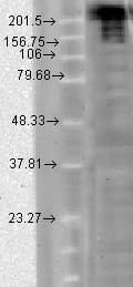 SCN9A / Nav1.7 Antibody (aa1751-1946, clone S68-6, Biotin)