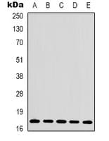 Polyclonal Rabbit anti-Human Histone H3 Antibody (N-Terminus, IHC, IF, WB)