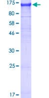 Human NLRP2 / NALP2 Protein (Recombinant GST)