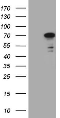 ZNF449 Antibody (clone OTI12E10)