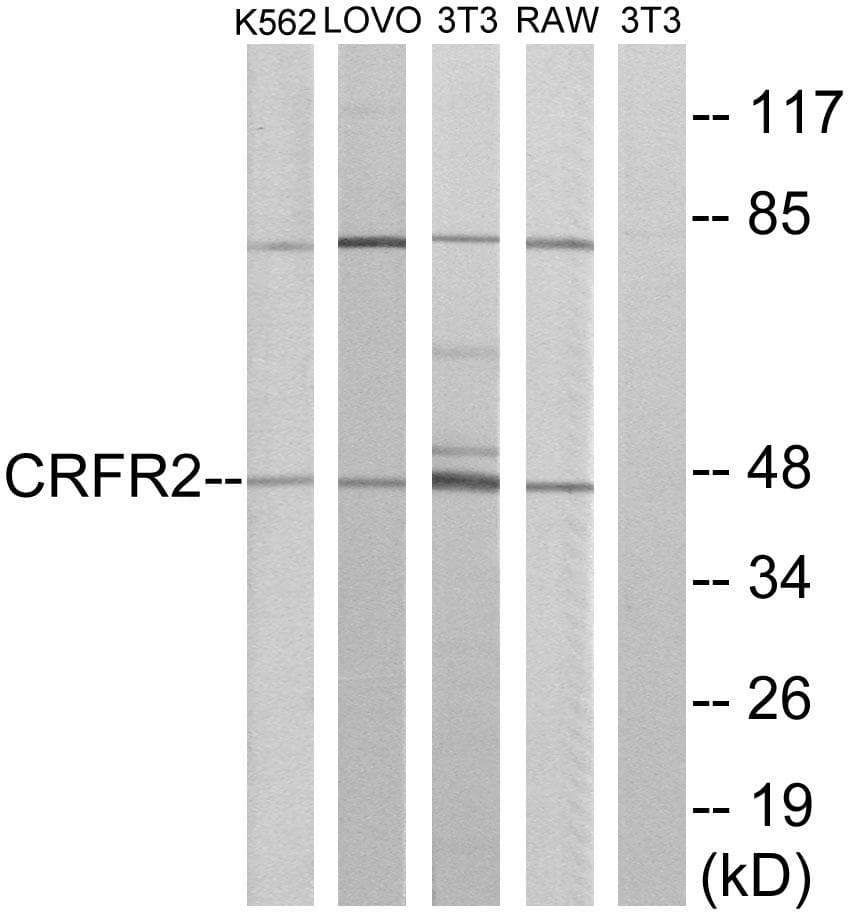 CRHR2 / CRF2 Receptor Antibody
