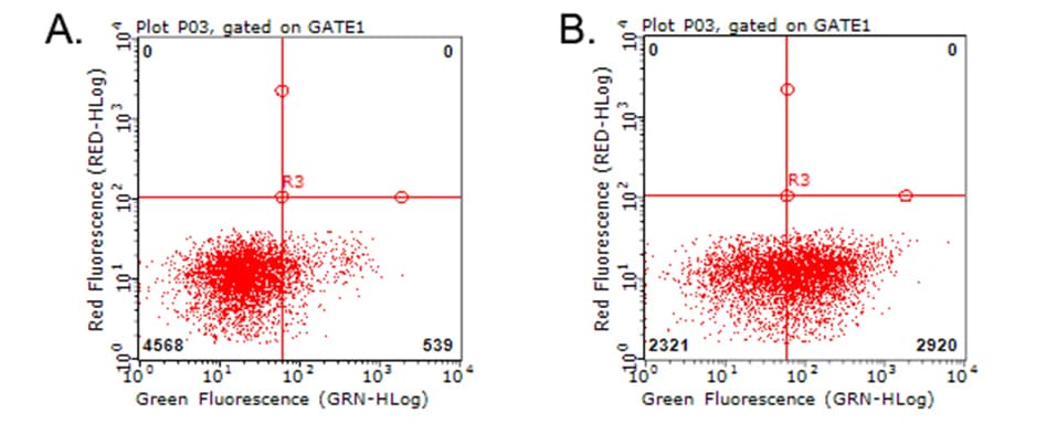 Monoclonal Mouse anti-Human HAVCR2 / TIM-3 Antibody (clone OTI1E2, WB)