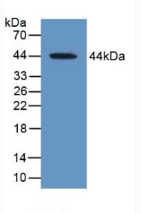 MAG Antibody (aa133-237, Cy3)