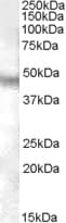NPFFR1 / GPR147 Antibody (aa351-364)