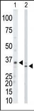 ARTS Antibody (aa79-109)