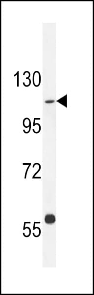 GIGYF1 Antibody (aa666-694)