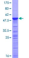Human TCEANC2 Protein (Recombinant GST)