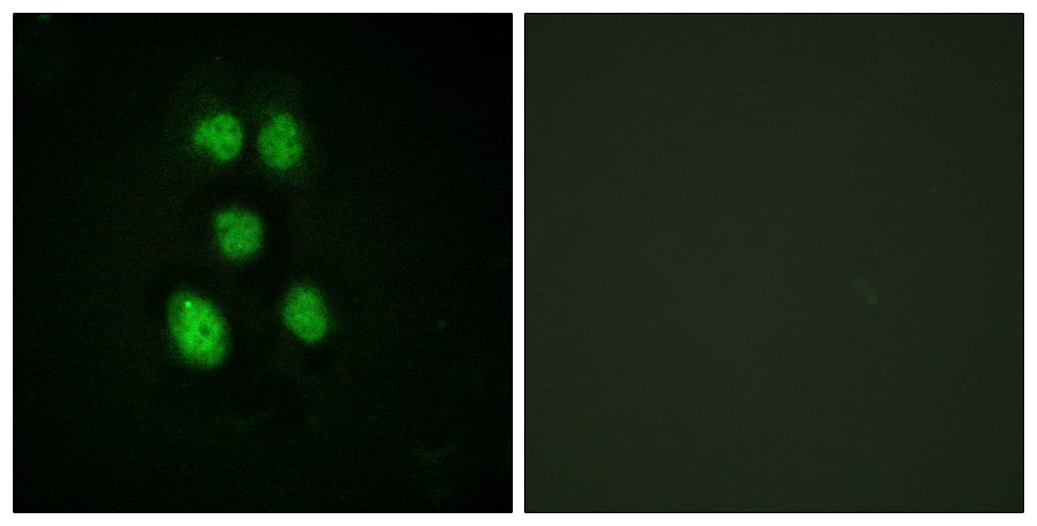 VAV1 / VAV Antibody (aa131-180)
