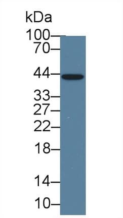IL1A / IL-1 Alpha Antibody (Biotin)