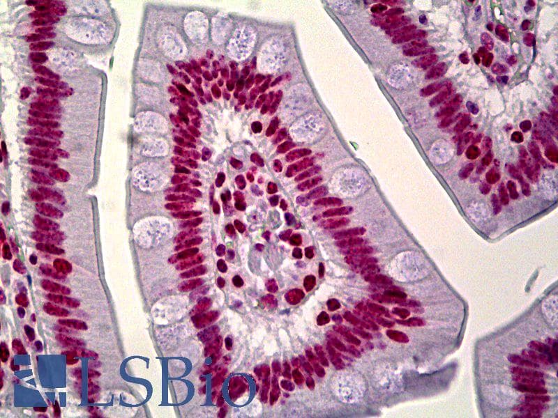 IHC-plus™ HNRPA1 / HnRNP A1 Antibody (aa51-100)