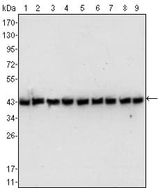 IHC-plus™ Monoclonal Mouse anti-Human ACTB / Beta Actin Antibody (clone 8H10D10, IHC, IF, WB)