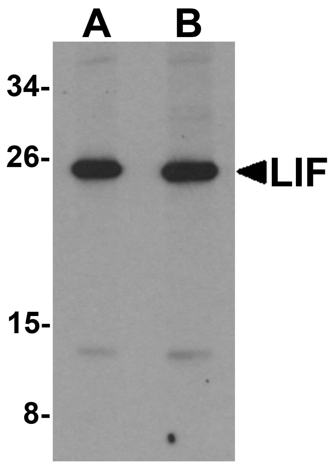 IHC-plus™ LIF Antibody