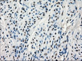GBP2 Antibody (clone OTI3B8)