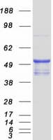 Human NEU4 Protein (Recombinant Myc-DDK (Flag))