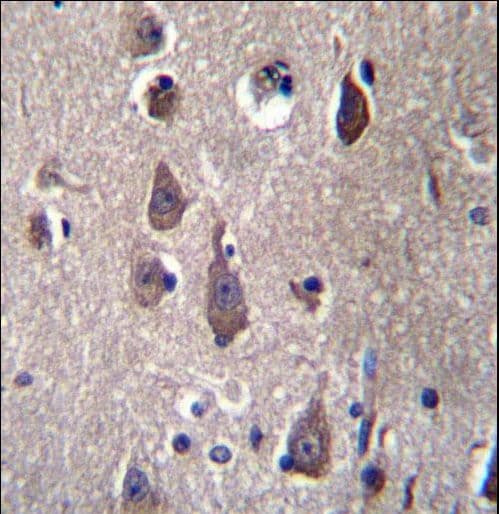 PCDHB12 Antibody (aa766-795)