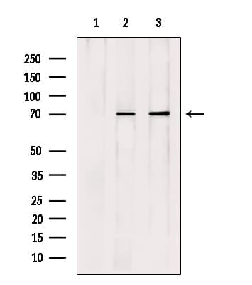 Polyclonal Rabbit anti-Human APC6 / CDC16 Antibody (IF, WB)