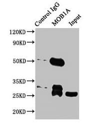Polyclonal Rabbit anti-Human MOB1A Antibody (aa2-216, IHC, WB)