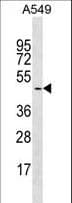 GYG2 Antibody (aa457-483)