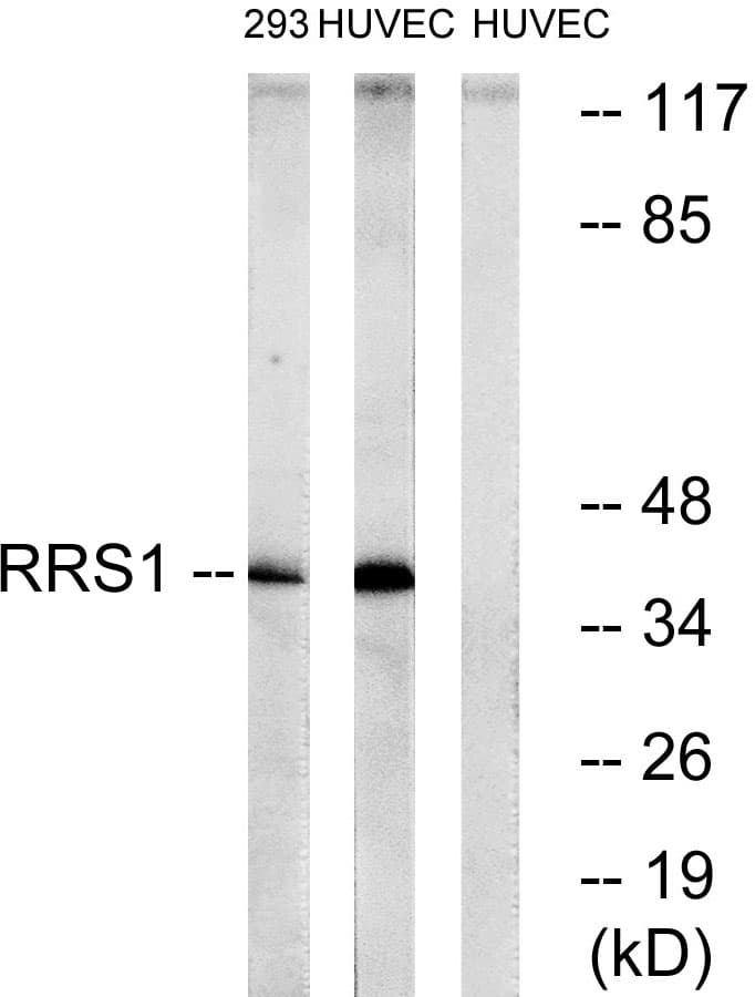 Polyclonal Rabbit anti-Human RRS1 Antibody (aa254-303, WB)