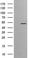 ETS2 Antibody (clone OTI1H4)