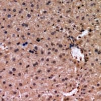 NRBF2 Antibody