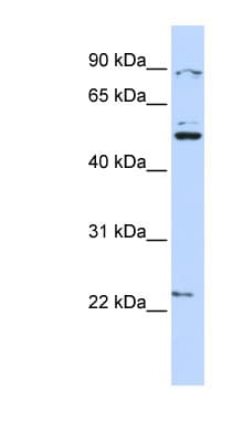 KX / XK Antibody (aa108-157)