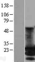 MOB3A / MOBKL2A Protein (Over-Expression Lysate Myc-DDK (Flag))