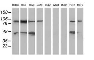 MAPK12 / ERK6 / SAPK3 Antibody (clone OTI2E2)