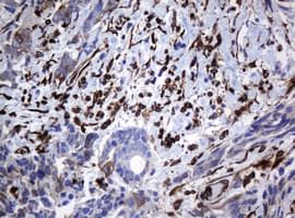 TMEM173 / STING Antibody (clone OTI4H1)