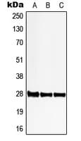 PGLS / 6PGL Antibody (C-Terminus)