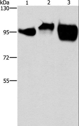 ICAM-1 / CD54 Antibody
