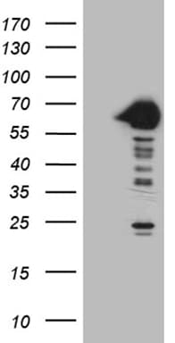 CRY1 Antibody (aa502-584, clone OTI2C10, Carrier-free)