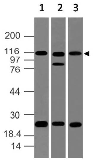 NLRP2 / NALP2 Antibody