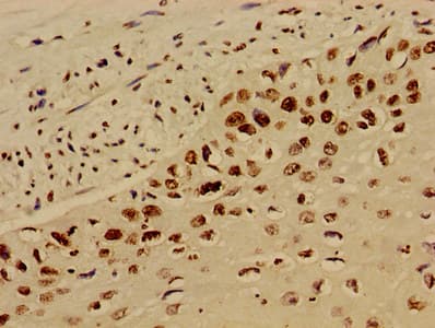 HIST1H4I Antibody
