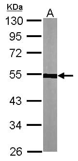 TUBA1A / Tubulin Alpha 1a Antibody (aa227-440)