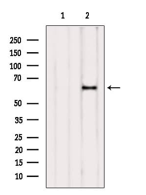 NAE1 / APPBP1 Antibody