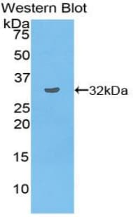 TOR3A Antibody (aa111-352)