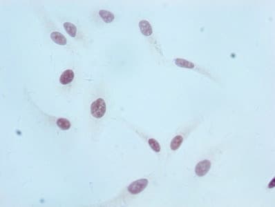 HIST1H3A Antibody