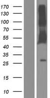 CD244 Protein (Over-Expression Lysate Myc-DDK (Flag))