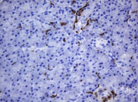 HOXD10 Antibody (aa80-340, clone OTI1D11)