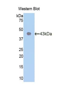 CDK2 Antibody (aa93-211, Cy3)