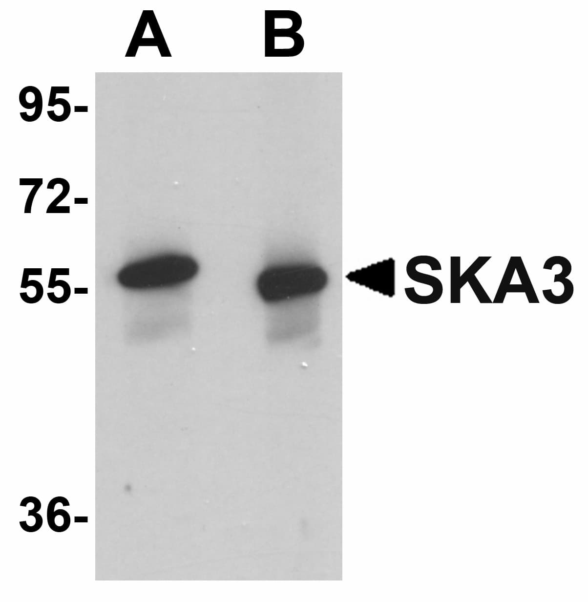 IHC-plus™ Polyclonal Rabbit anti-Human RAMA1 / SKA3 Antibody (IHC, WB)