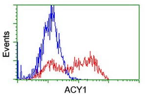 ACY1 / Aminoacylase 1 Antibody (clone OTI2F1)
