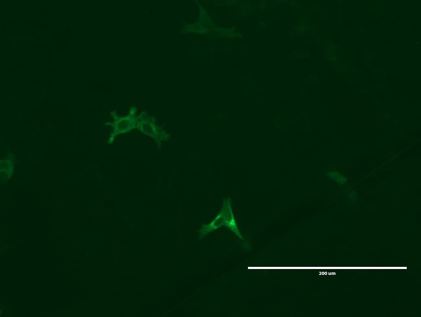Monoclonal Mouse anti-Human GPR49 / LGR5 Antibody (clone UMAB212, Carrier-free, aa22-543, IHC, IF, WB)