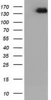 L1CAM Antibody (clone OTI2G5)