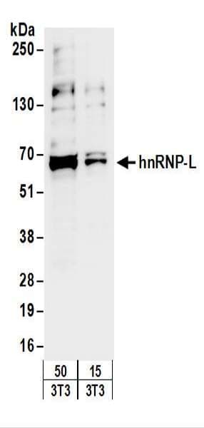 HNRNPL / hnRNP L Antibody (aa350-400)