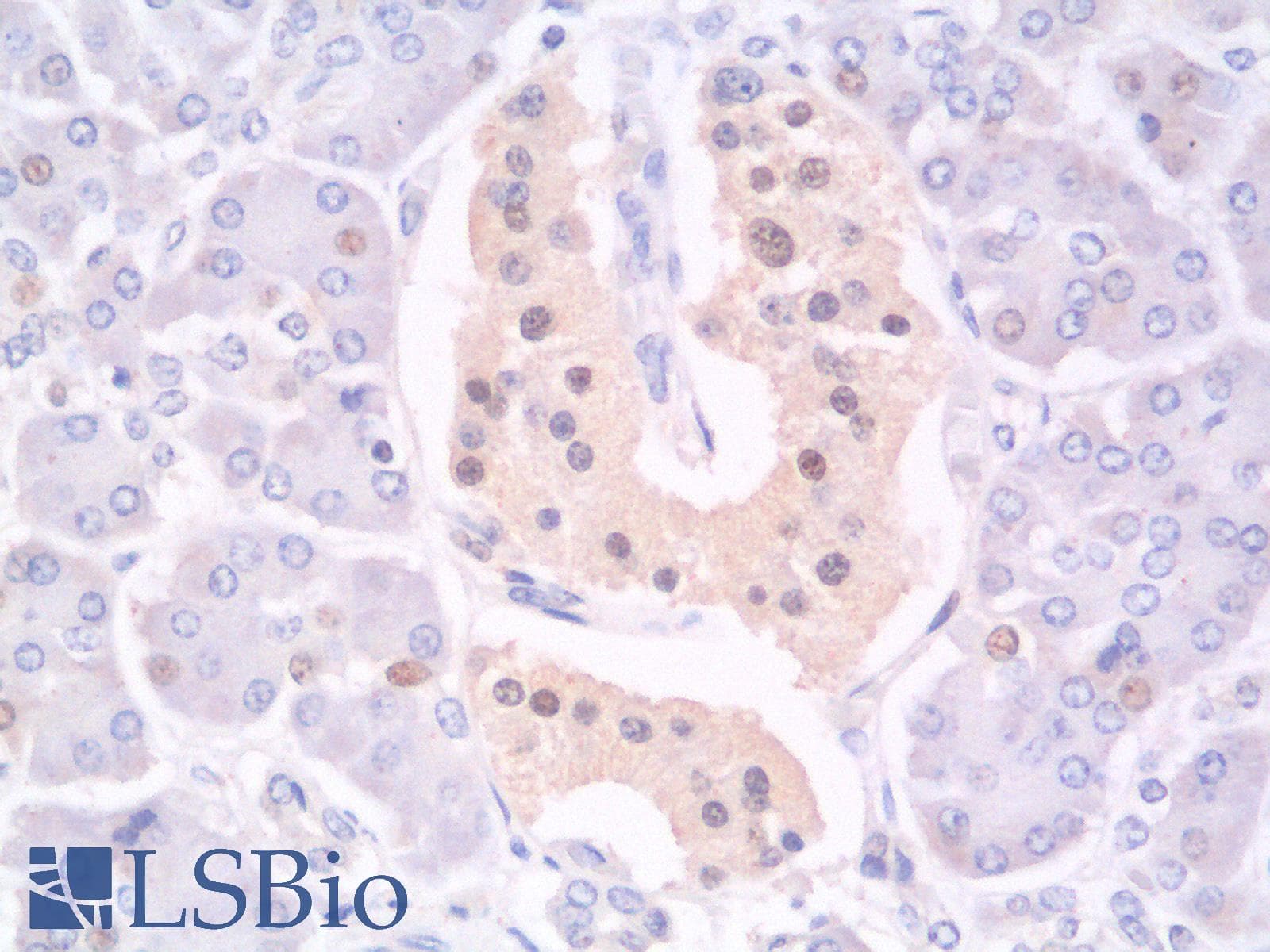 PathPlus™ NKX2-2 Antibody (clone rNX2/294)