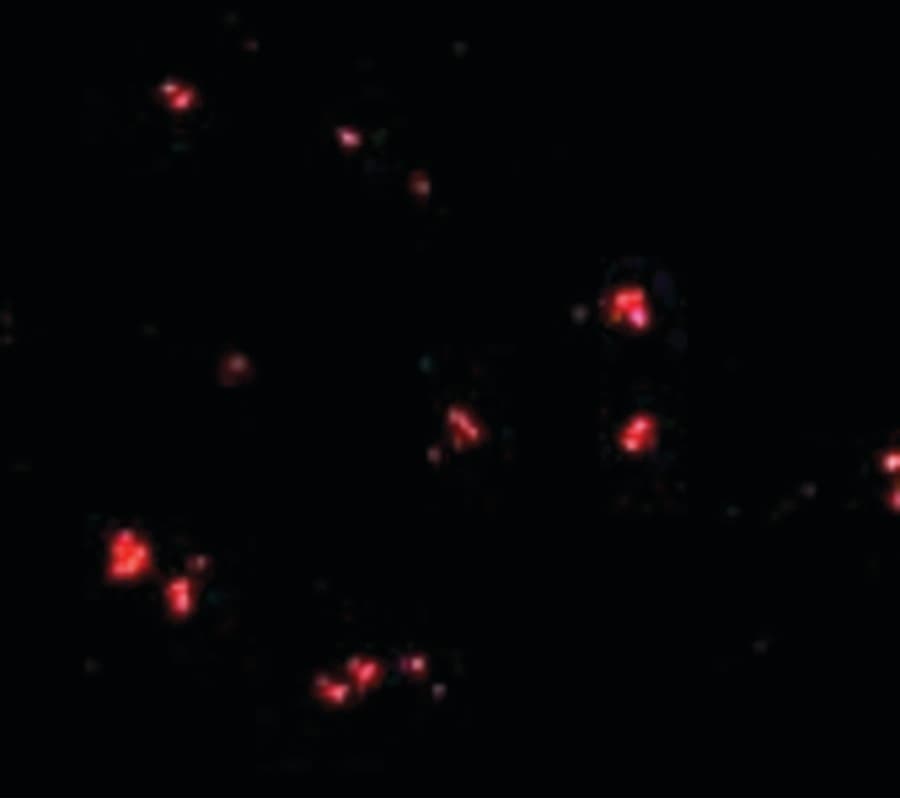 IHC-plus™ LASS5 Antibody